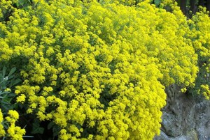 Alyssum montanum 'Berggold'